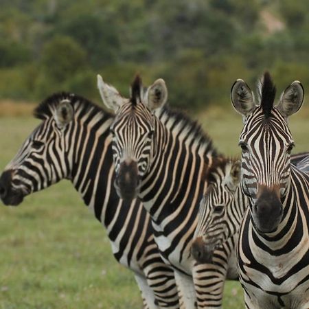 Idube Game Reserve サビ・サンド動物保護区 エクステリア 写真