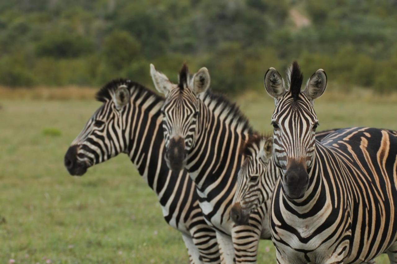 Idube Game Reserve サビ・サンド動物保護区 エクステリア 写真
